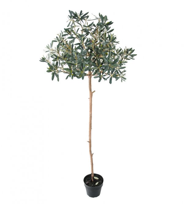 Hovedbilde OLIVENTRE 155cm