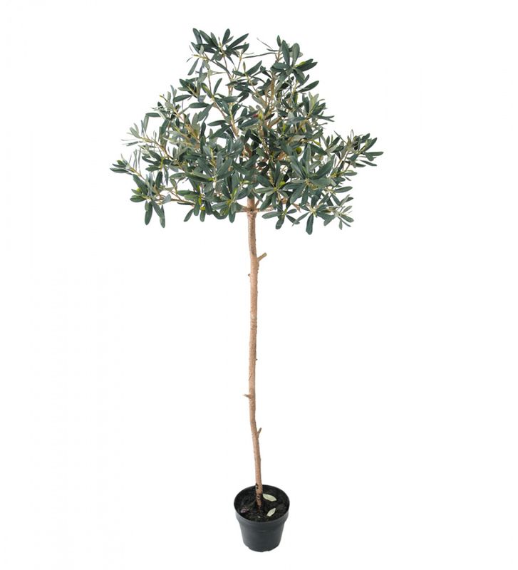 OLIVENTRE 155cm