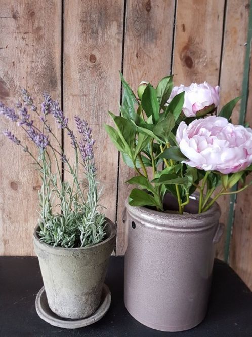 Hovedbilde LAVENDEL i Potte