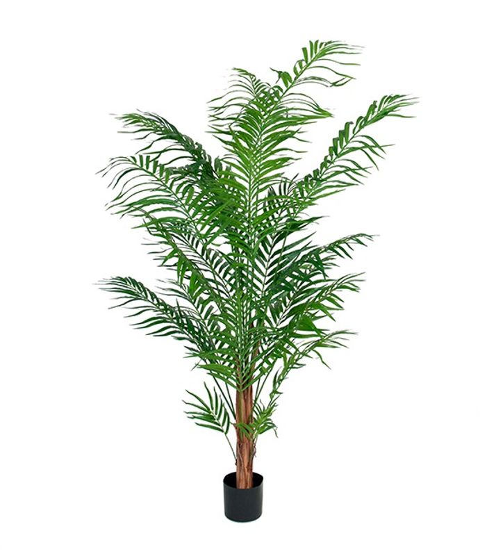 PALME 120cm