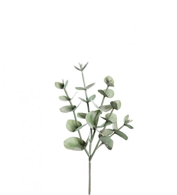 Hovedbilde EUCALYPTUS Gren 24cm