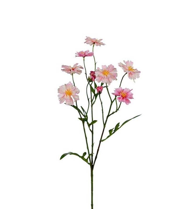 KVIST Kosmos Rosa