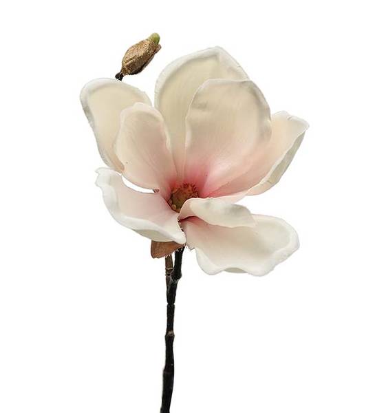 Hovedbilde MAGNOLIA rosa