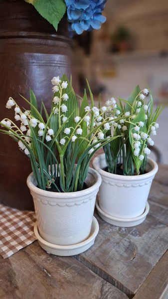 Hovedbilde LILJEKONVALL Evigvarende