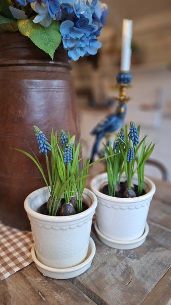 Hovedbilde PERLEBLOMST Evigvarende