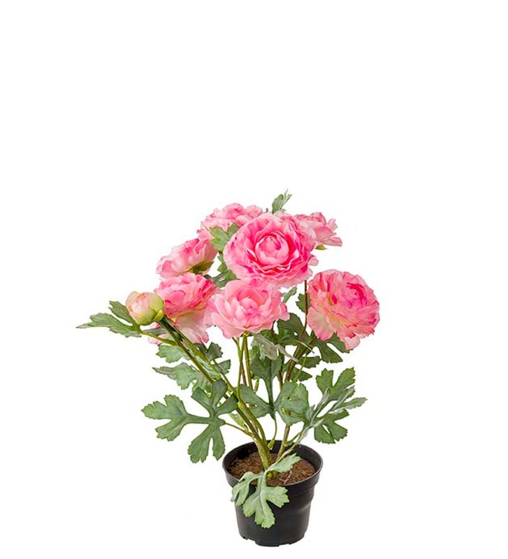 RANUNKEL  i Potte Rosa