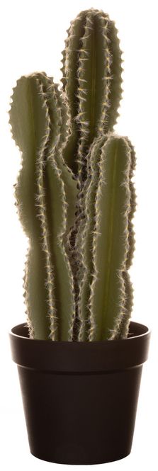 Hovedbilde KAKTUS Evigvarende 61cm 