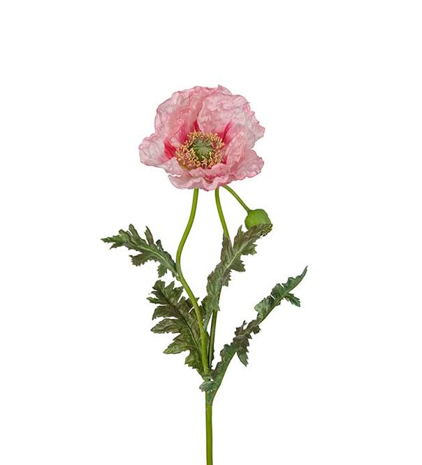 Hovedbilde KVIST Valmue Rosa