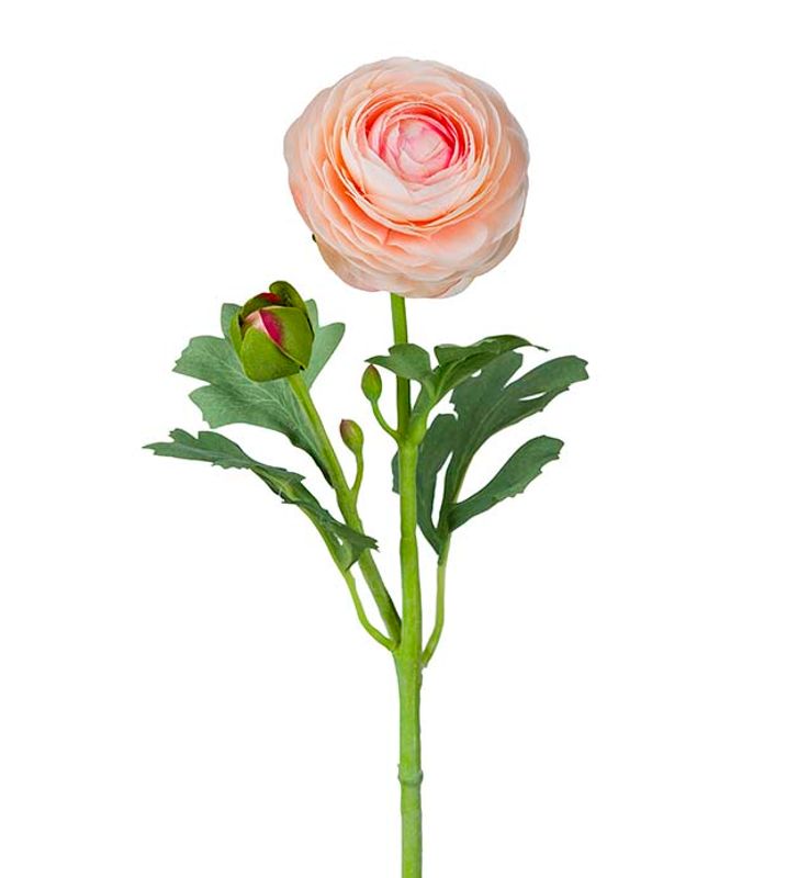 KVIST Ranunkel  Rosa
