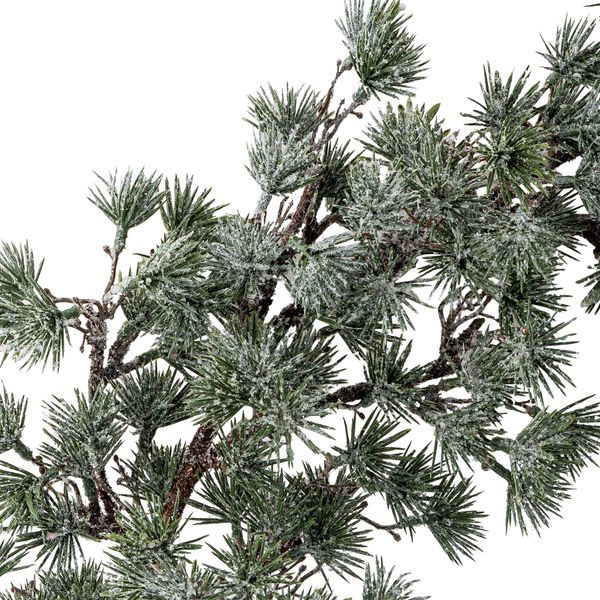 Hovedbilde KRANS Ceder til Vegg