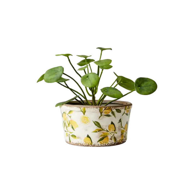Hovedbilde LEMONA Potter
